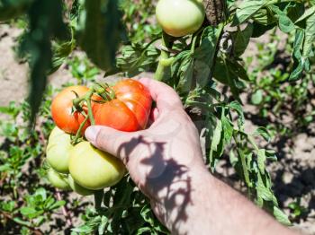 hand picks up a ripe tomato from a bush in a vegetable garden in sunny summer day in Kuban region of Russia