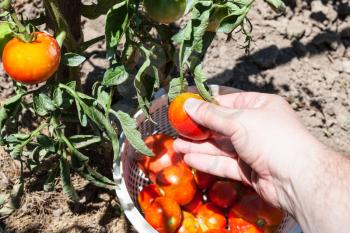 hand picks up ripe tomatoes into basket in vegetable garden in sunny summer day in Kuban region of Russia