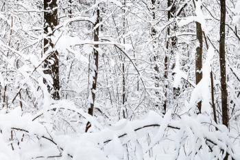 snow-cowered trees in winter forest of Timiryazevskiy park in Moscow city