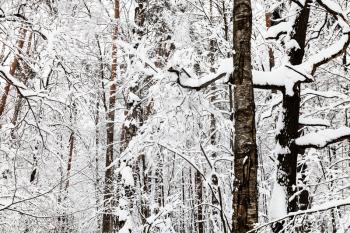 snow-cowered tree trunks in winter forest of Timiryazevskiy park in Moscow city