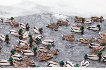 many ducks swimming in ice hole of frozen pond in urban Timiryazevskiy park in Moscow city in winter snowfall