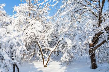 snow-covered trees in snowy urban garden in Moscow city in sunny winter morning