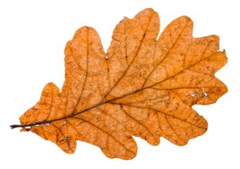 autumn broken leaf of oak tree isolated on white background