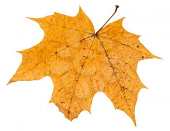 back side of broken autumn leaf of maple tree isolated on white background
