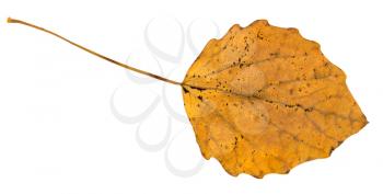 fallen leaf of aspen tree isolated on white background