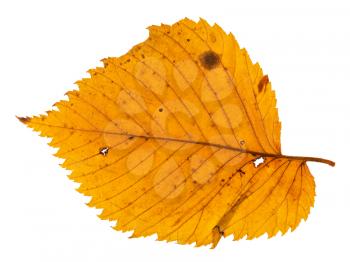 back side of autumn holey leaf of elm tree isolated on white background
