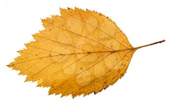 back side of yellow fallen leaf of hawthorn tree isolated on white background