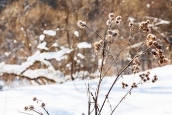 snow-covered dried thistle at the edge of forest in sunny winter day in Smolensk region of Russia