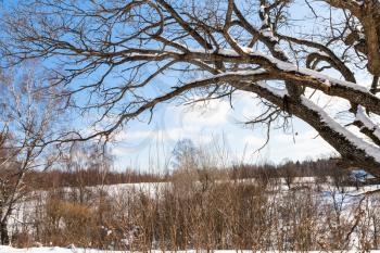 snow covered branches of old birch tree in sunny winter day in little village in Smolensk region of Russia
