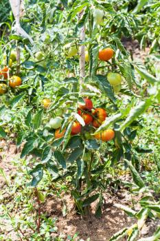 bush with ripe and unripe tomatoes in vegetable garden in sunny summer day in Kuban region of Russia