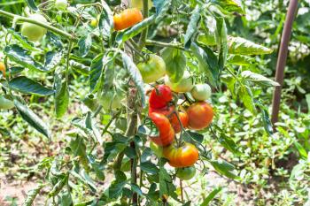 ripe and unripe tomatoes on bush in vegetable garden in sunny summer day in Kuban region of Russia