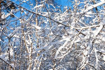 birches and snow-covered branches of maple trees in forest of Timiryazevskiy park of Moscow city in sunny winter day