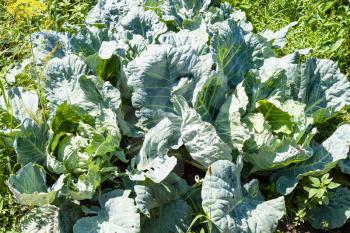 green cabbages in vegetable garden in sunny summer day in Kuban region of Russia