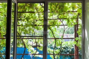 view of shady vineyard on yard through home window in country house in sunny summer day in Kuban region of Russia