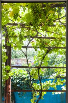 view of vineyard through home window in cottage in sunny summer day in Kuban region of Russia