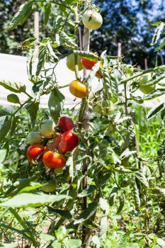 tomato bush near greenhouse in vegetable garden in sunny summer day in Kuban region of Russia