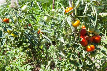 tomato bushes in rural garden in sunny summer day in Kuban region of Russia