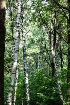 birch trees in green dense forest in Timiryazevskiy park of Moscow on summer day