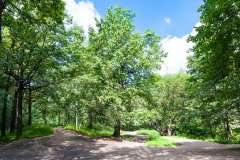 oak tree on forest glade in Timiryazevskiy park of Moscow on sunny summer day