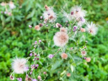 seeds and flowers of Creeping Thistle plant in Timiryazevskiy park of Moscow on summer day