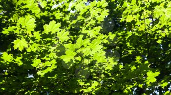 lush green foliage of maple trees illuminated by sun in forest of Timiryazevskiy park of Moscow in sunny summer day