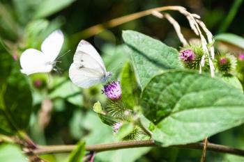 large white butterflies on flowers of greater burdock plant in Timiryazevskiy park of Moscow on summer day