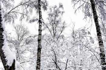 bottom view of birch trees in snowy forest of Timiryazevskiy park of Moscow city in overcast winter day