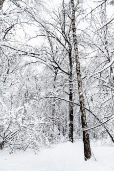snow-cowered birch and other trees in winter forest of Timiryazevskiy park in Moscow city