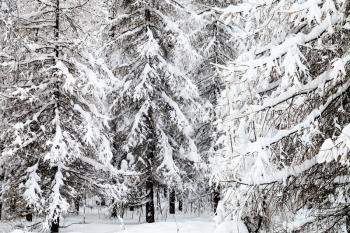snowy fir and larch trees in winter forest of Timiryazevskiy park in Moscow city