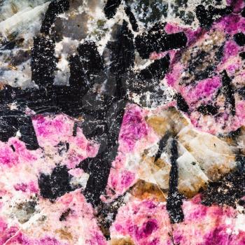 square background from natural pink eudialyte mineral with black aegirine crystals in syenite (lujaurite) rock close up