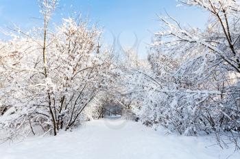 snowy pathway in Timiryazevskiy forest park of Moscow city in sunny winter morning