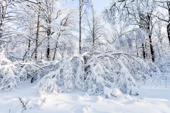 snowy woods in Timiryazevskiy forest park of Moscow city in sunny winter morning