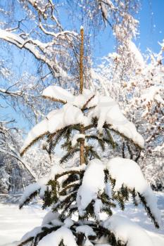 snow-covered fir tree in snowy urban park of Moscow city in sunny winter day