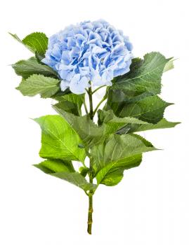 side view of fresh hydrangea flower isolated on white background