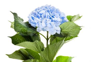 fresh blue hydrangea flower isolated on white background