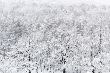above view of snow oak grove in woods of Timiryazevskiy park in Moscow in winter