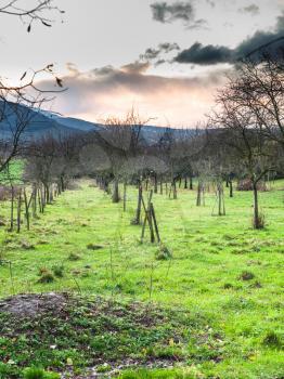 travel to France - bare orchard in Bollenberg Domain in Thann-Guebwiller arrondissement of Alsace county in the Haut-Rhin department in the Grand Est region of France in winter evening