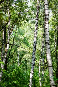 birch trees in green thick forest in Timiryazevskiy park of Moscow on summer day