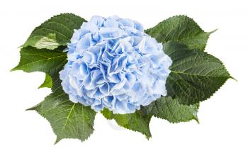 top view of fresh hydrangea flower isolated on white background