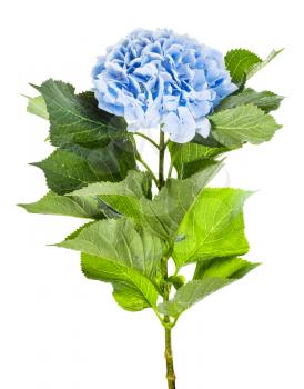 side view of fresh hortensia flower isolated on white background