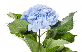 fresh blue hortensia flower isolated on white background