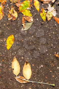 top view of fallen leaves in puddle on asphalt road in sunny autumn day
