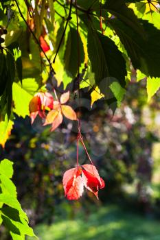 colorful leaves of Virginia creeper plant illuminated by sun in autumn day