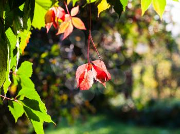 autumn leaves of Virginia creeper plant illuminated by sun