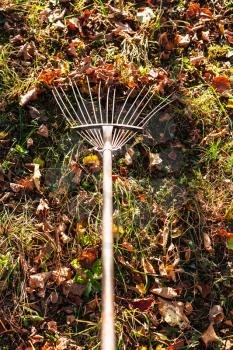 removing the fallen leaves illuminated by sun on backyard with garden rake in autumn evening