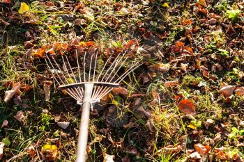 removing the fallen leaves illuminated by sun from the lawn with garden rake in autumn evening
