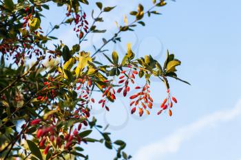 ripe fruits on barberry plant and blue sky in autumn evening