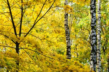 yellow leaves of maple tree and birch trunk in forest of Timiryazevsky Park in sunny october day