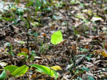 green leaf of sprout in autumn leaf litter illuminated by sun in forest of Timiryazevsky Park in sunny october day