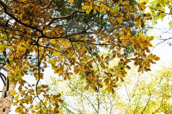 bottom view of oak tree branch with autumn leaves in forest of Timiryazevsky Park in sunny october day